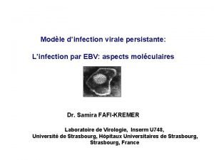 Modle dinfection virale persistante Linfection par EBV aspects