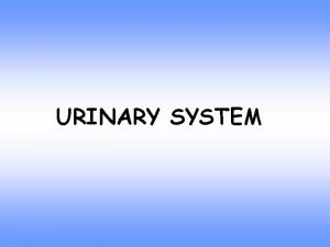 URINARY SYSTEM Urinary system Comprises Two kidneys Two