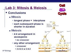 Lab 3 Mitosis Meiosis Conclusions u Mitosis longest