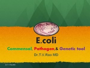 E coli Commensal Pathogen Genetic tool Dr T