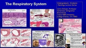 The respiratory system