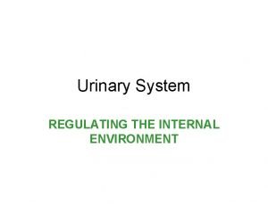 Urinary System REGULATING THE INTERNAL ENVIRONMENT Organs Kidney