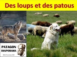 580 loups en France en 2020 OFB Office