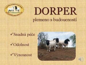 DORPER plemeno s budoucnost Snadn pe Odolnost Vnosnost