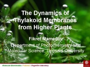 The Dynamics of Thylakoid Membranes from Higher Plants