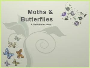Moths and butterflies pathfinder honor