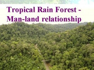 Characteristics of tropical rainforest