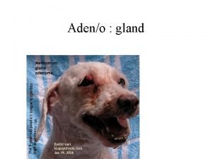 Adeno gland Adreno adrenal gland Angio vessel Arterio