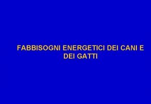 Fabbisogno energetico cane