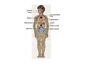 Lymphoid or lymphatic tissues which mainly consist of