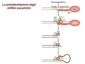 La poliadenilazione degli m RNA eucariotici CPSF riconosce