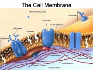 The Cell Membrane Cell Membrane Basics Function Controls