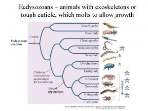 Ecdysozoans animals with exoskeletons or tough cuticle which