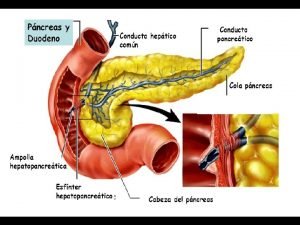 Partes del pancreas