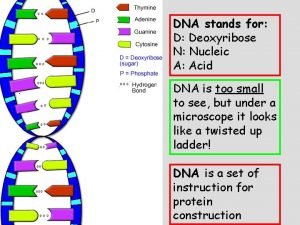 The d in dna stands for The d in dna stands for