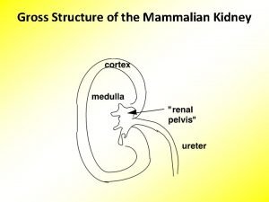 Gross Structure of the Mammalian Kidney Nephron Anatomy