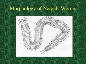 Morphology of Nereids Worms Phylum Annelida Segmented worms