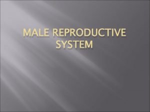 MALE REPRODUCTIVE SYSTEM Similarities Differences Develop very similar