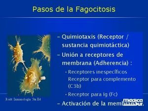 Pasos de la fagocitosis