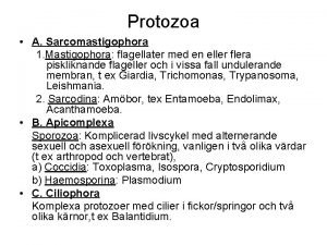 Protozoa A Sarcomastigophora 1 Mastigophora flagellater med en