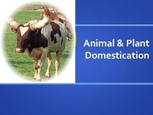 Animal Plant Domestication What does it take for