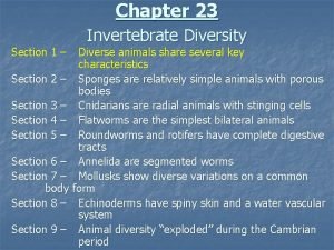 Chapter 23 Section 1 Invertebrate Diversity Diverse animals