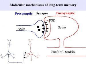 Molecular mechanisms of longterm memory Postsynaptic Presynaptic Synapse