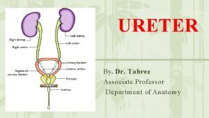 URETER By Dr Tabrez Associate Professor Department of