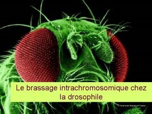 Le brassage intrachromosomique chez la drosophile H Horion