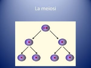 La meiosi Le fasi della meiosi Il crossover