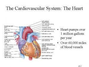 The Cardiovascular System The Heart Heart pumps over