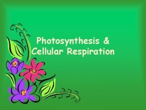 Recipe card for photosynthesis