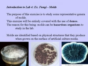 Introduction to Lab 4 Ex Fungi Molds The