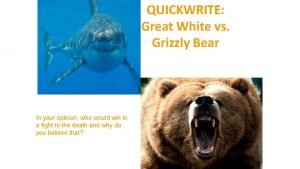 Great white vs grizzly bear