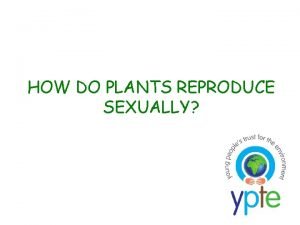 HOW DO PLANTS REPRODUCE SEXUALLY Germination Seed Dispersal
