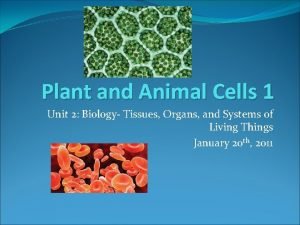 Plant and Animal Cells 1 Unit 2 Biology