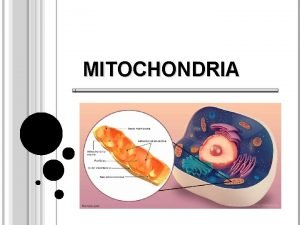 Function of mitochondria