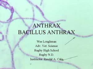 ANTHRAX BACILLUS ANTHRAX Wes Loughman Adv Vet Science