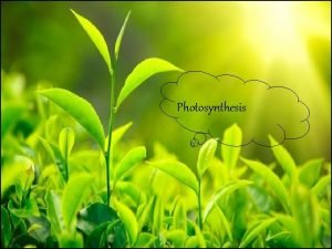 Photosynthesis How Energy is Obtained By Living Things