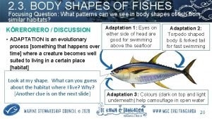 Look at the following shapes try to form a body of a fish