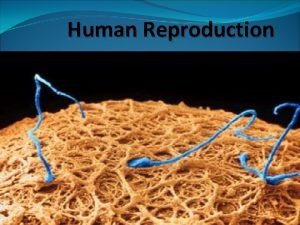 Secondary spermatocyte