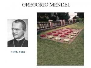 GREGORIO MENDEL 1822 1884 UN SISTEMA SPERIMENTALE CONTROLLATO