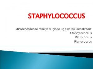 STAPHYLOCOCCUS Micrococcaceae familyas iinde cins bulunmaktadr Staphylococcus Micrococcus