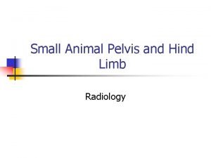 Small Animal Pelvis and Hind Limb Radiology Pelvis