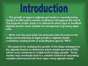 The growth of algae in alginate gel beads