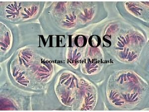 MEIOOS Koostas Kristel Mekask MEIOOS Rakkude jagunemise vorm