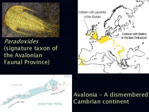 Paradoxides signature taxon of the Avalonian Faunal Province