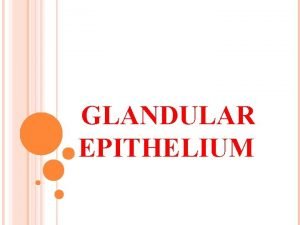 GLANDULAR EPITHELIUM GLANDULAR EPITHELIUM Gland is composed of