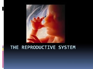 Reproductive system vocabulary