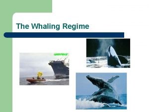 The Whaling Regime Whaling l Whale Products l